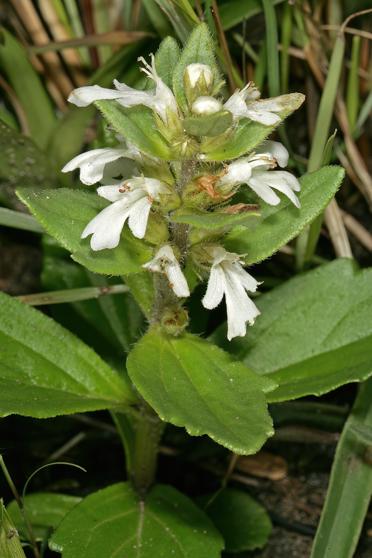 Bugle plant: Ajuga ophrydis , flowers; coastal grassland, between Mnyameni to Mtentu rivers, Pondoland, Eastern Cape, South Africa