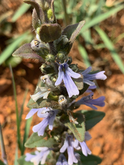 Bugle plant (Ajuga ophrydis)