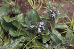 Bugle plant (Ajuga ophrydis)