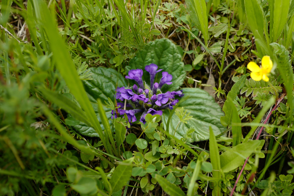 Ajuga ovalifolia (Ajuga ovalifolia)