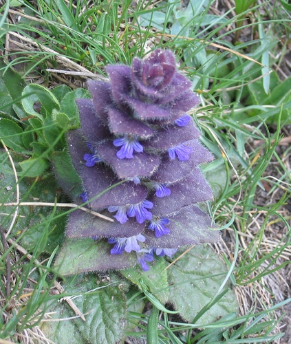 Pyramidal bugle (Ajuga pyramidalis)