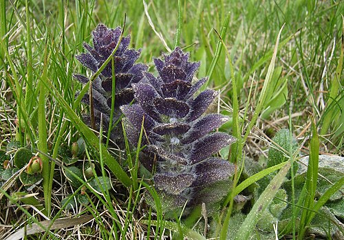 Pyramidal bugle: Ajuga pyramidalis South Tyrol, Vigiljoch ~1400 m NN