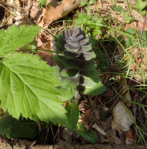 Pyramidal bugle (Ajuga pyramidalis)
