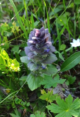 Pyramidal bugle (Ajuga pyramidalis)