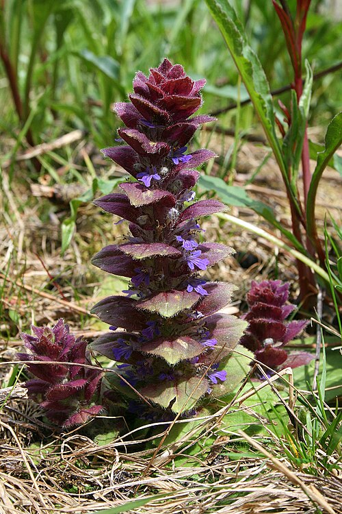 Pyramidal bugle: Ajuga pyramidalis