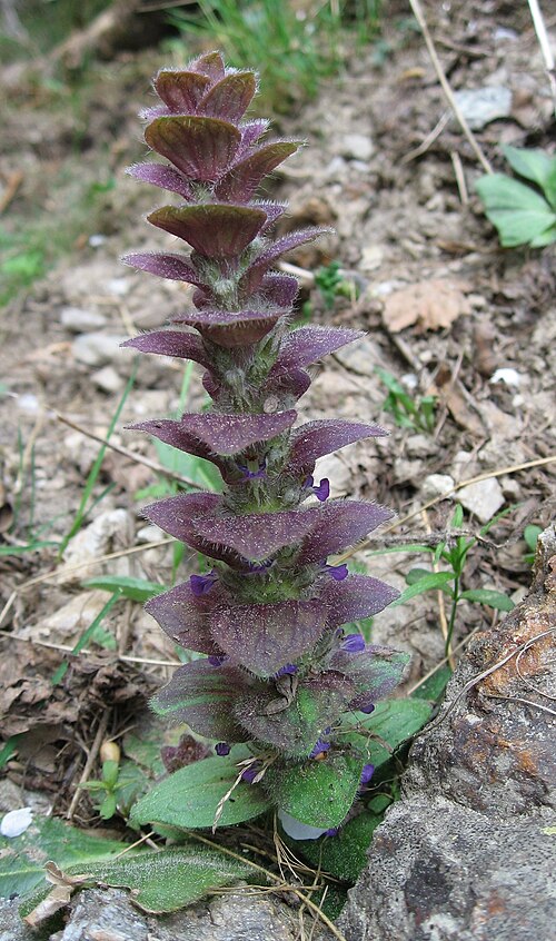 Pyramidal bugle: Ajuga pyramidalis in Chamonix