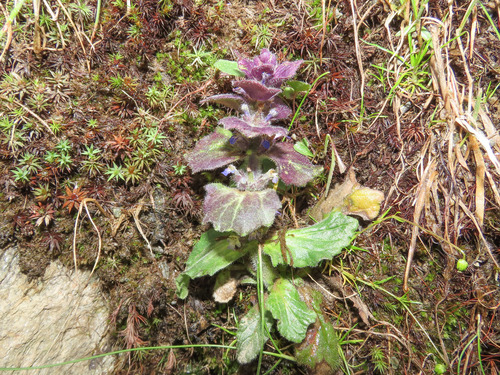 Pyramidal bugle (Ajuga pyramidalis)