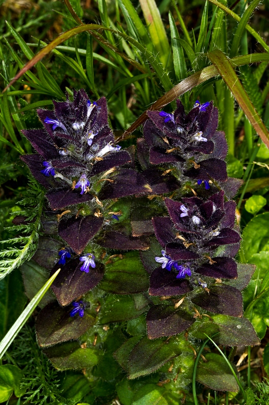 Pyramidal bugle: Pyramiden-Günsel,_Ajuga_pyramidalis im_Seebachtal