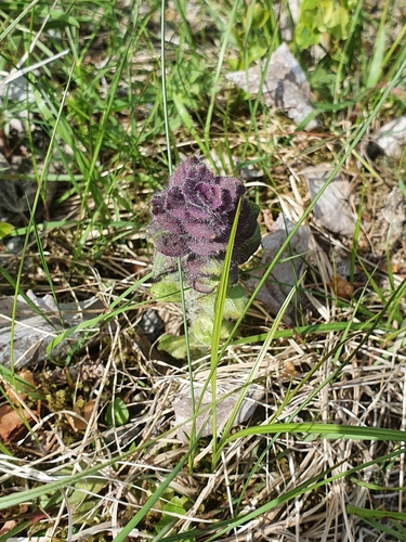 Pyramidal bugle (Ajuga pyramidalis)