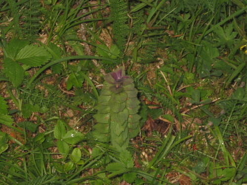 Pyramidal bugle (Ajuga pyramidalis)