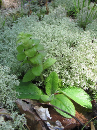 Pyramidal bugle (Ajuga pyramidalis)