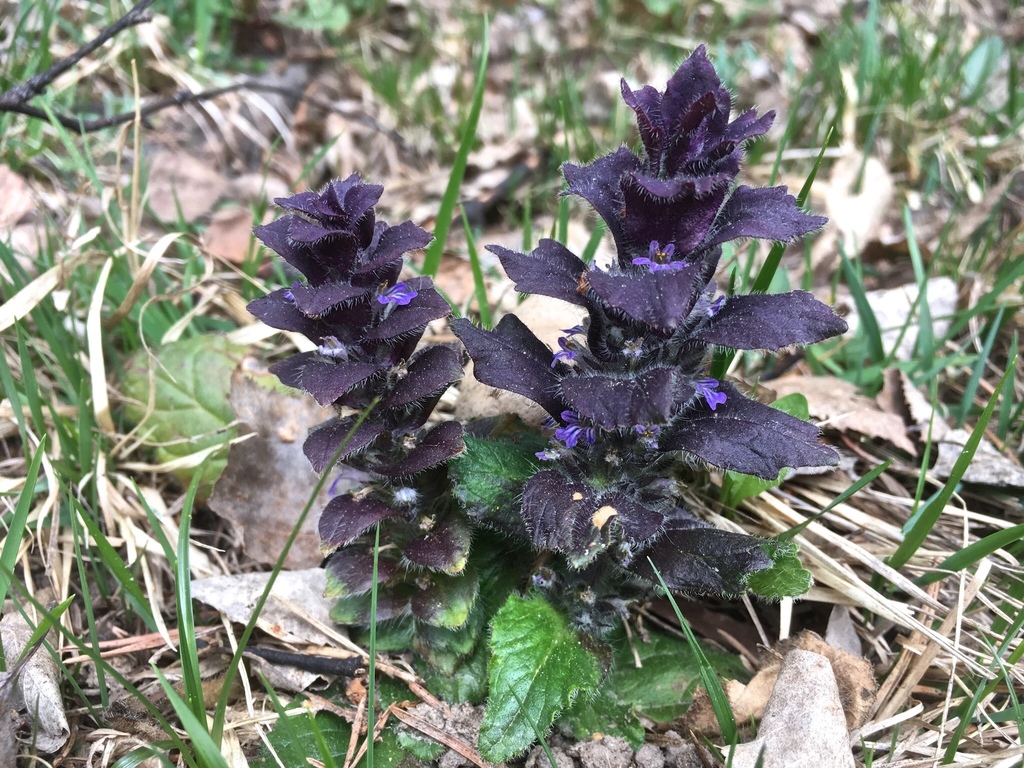 Pyramidal bugle (Ajuga pyramidalis)