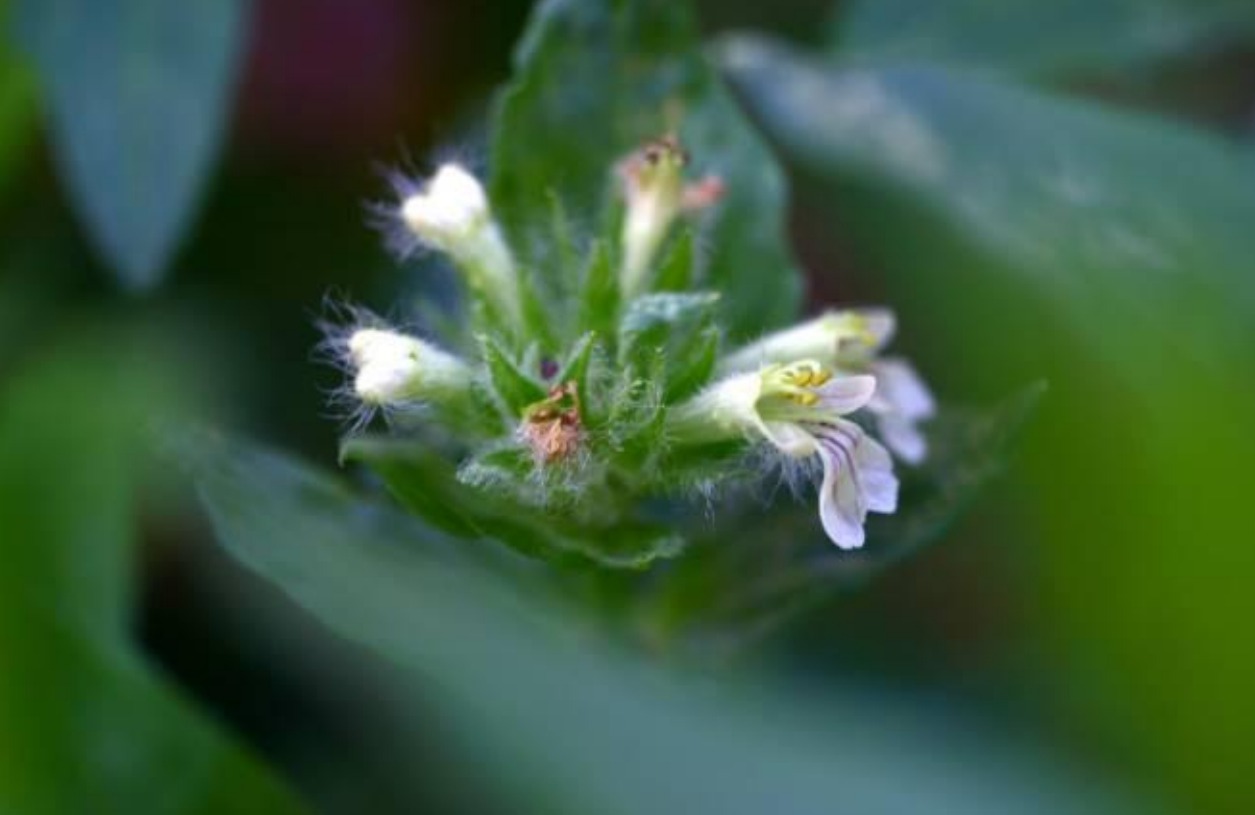 Ajuga relicta: Ajuga relicta P.H.Davis, Bot. Gard. Edinburgh 38: 444 (1980).