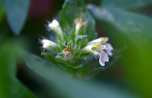 Ajuga relicta: Ajuga relicta P.H.Davis, Bot. Gard. Edinburgh 38: 444 (1980).