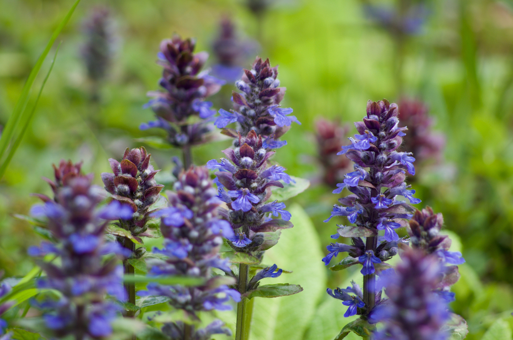 Bugle (Ajuga reptans)
