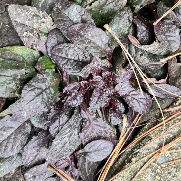 Bugle (Ajuga reptans)