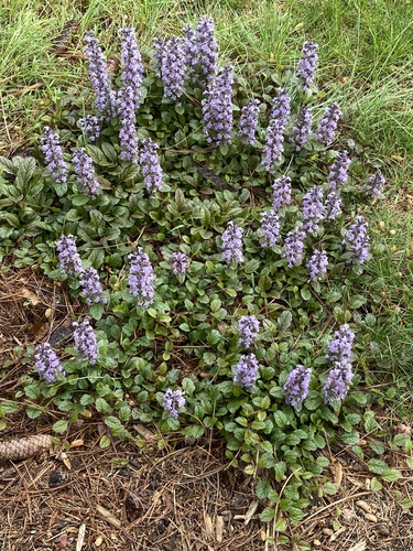 Bugle (Ajuga reptans)