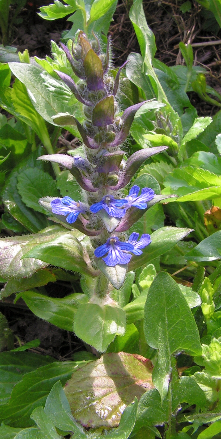 Bugle: The inflorescence of Ajuga reptans . Moscow region, Russia.