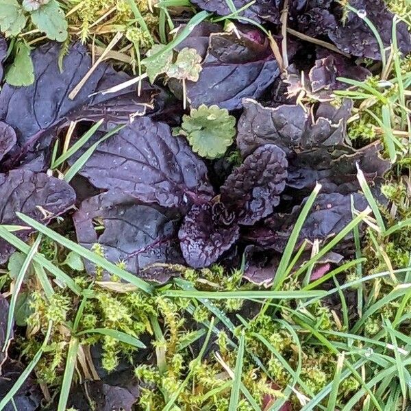 Bugle (Ajuga reptans)
