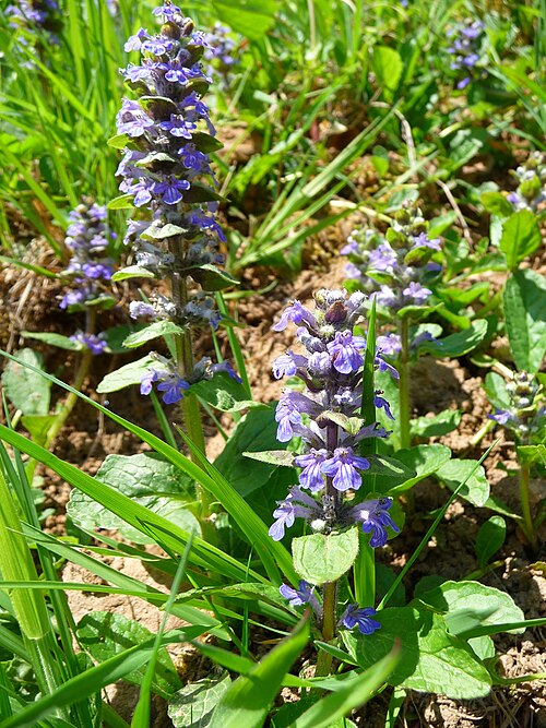 Bugle: Kriechender Günsel (Ajuga reptans), fotografiert in Heidelberg