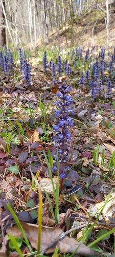 Bugle (Ajuga reptans)
