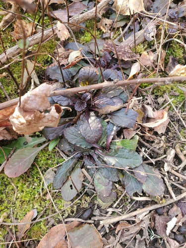 Bugle (Ajuga reptans)