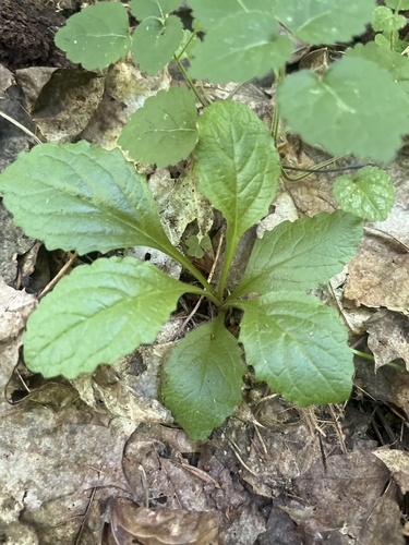 Bugle (Ajuga reptans)