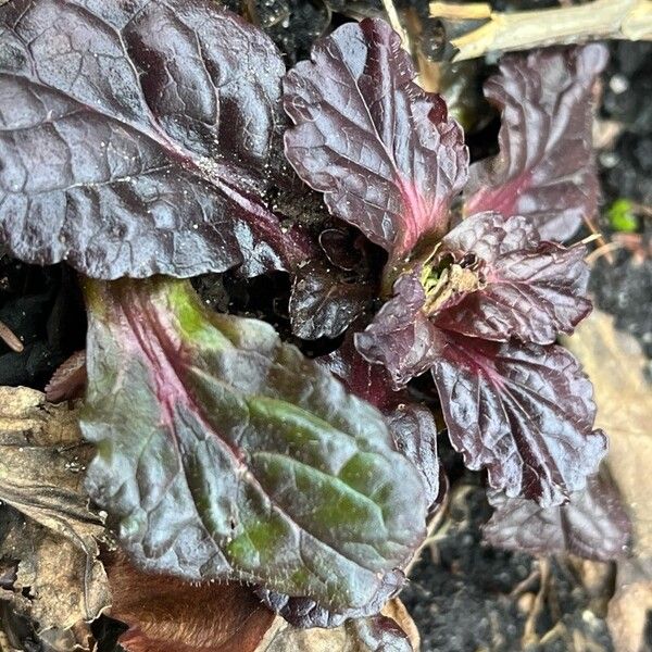 Bugle (Ajuga reptans)