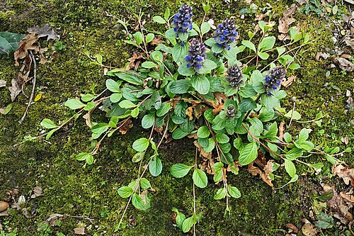 Bugle: Ajuga reptans - Plant habit