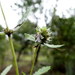 Ajuga robusta (Ajuga robusta)