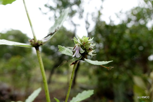 Ajuga robusta (Ajuga robusta)