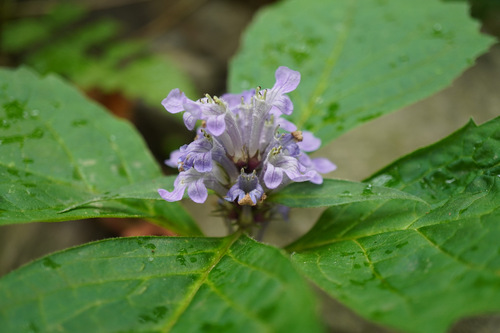Ajuga spectabilis (Ajuga spectabilis)