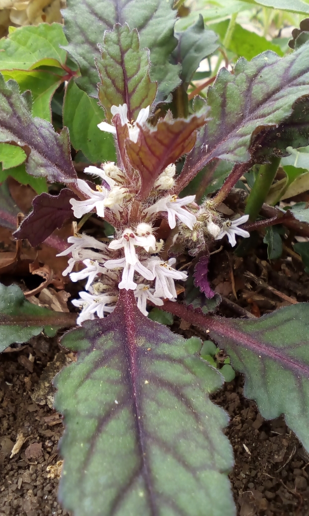 Ajuga yesoensis (Ajuga yesoensis)
