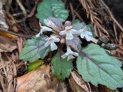 Ajuga yesoensis (Ajuga yesoensis)