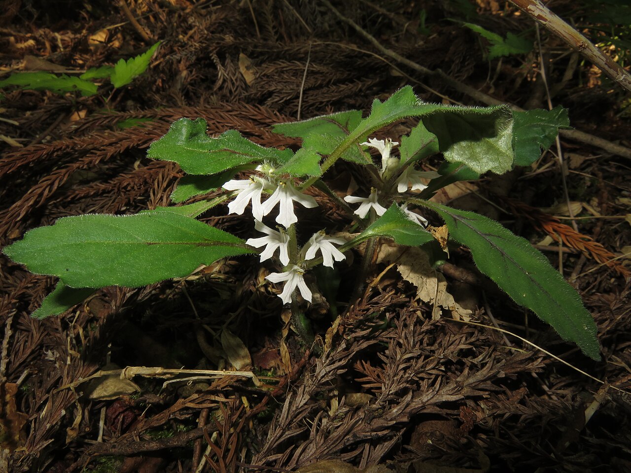 Ajuga yesoensis: Ajuga yesoensis var. tsukubana , Hama-dori area, Fukushima pref., Japan