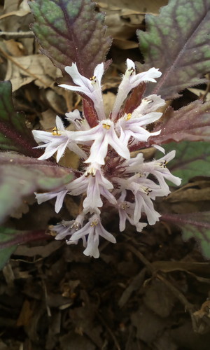 Ajuga yesoensis (Ajuga yesoensis)