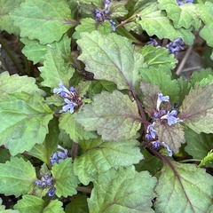 Ajuga yesoensis (Ajuga yesoensis)