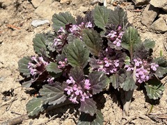 Ajuga yesoensis (Ajuga yesoensis)