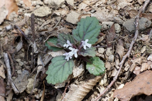 Ajuga yesoensis (Ajuga yesoensis)