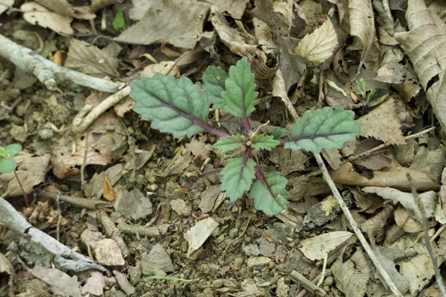 Ajuga yesoensis (Ajuga yesoensis)