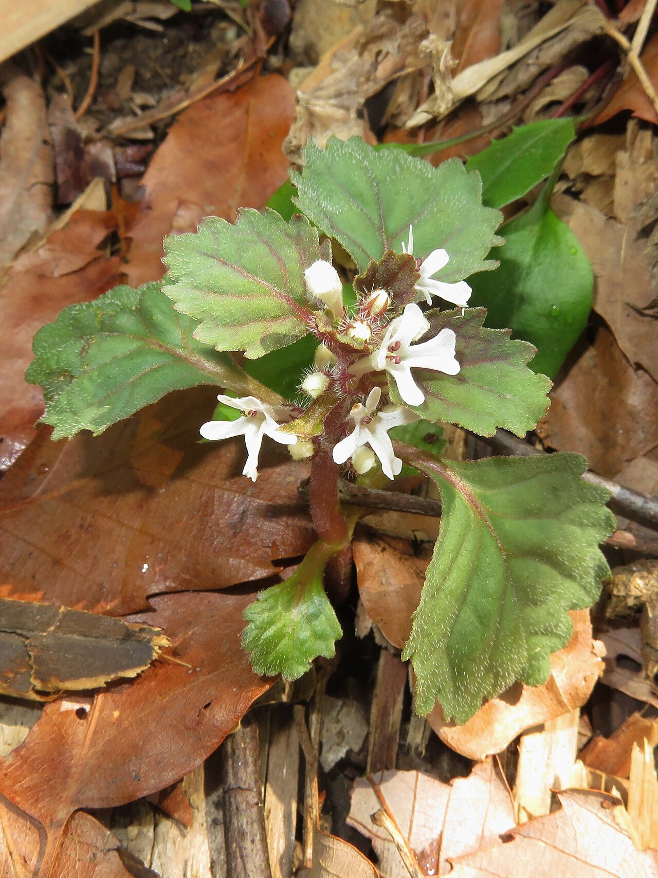 Ajuga yesoensis: Ajuga yesoensis , Kaetsu area, Niigata pref., Japan