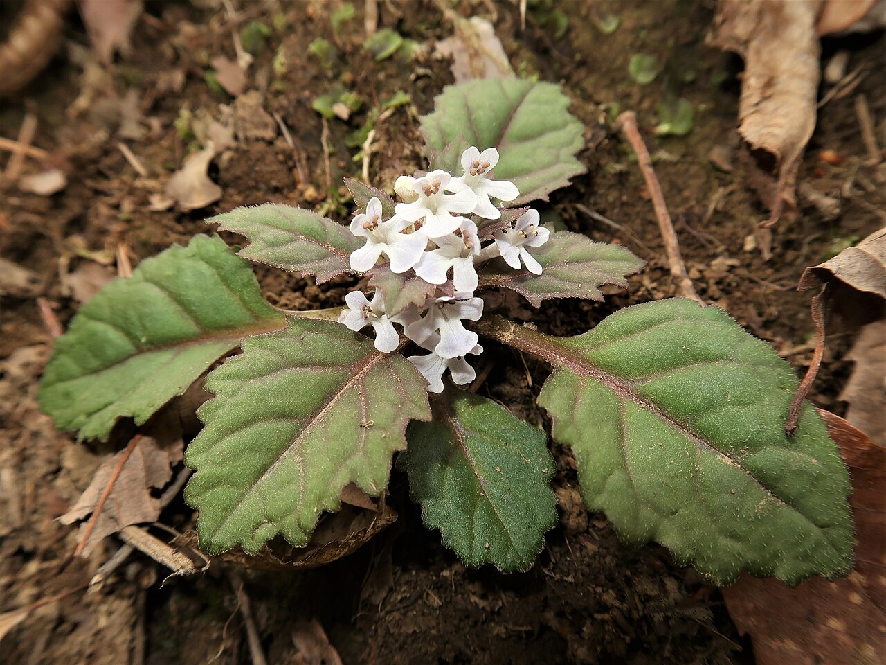 Ajuga yesoensis: Ajuga yesoensis , Takashima city, Shiga pref., Japan