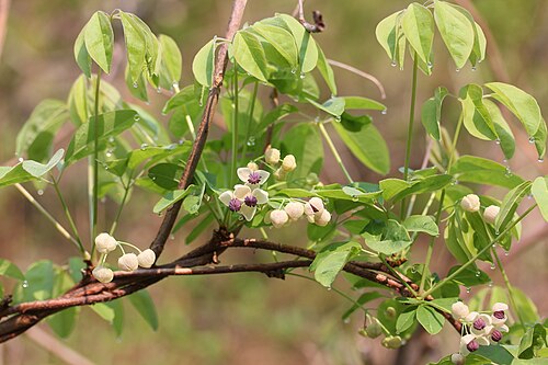 Chocolate vine: Chocolate Vine ( Akebia quinata (Houtt.) Decne. ) in Mount Nōgōhaku, in Motosu, Gifu prefecture, Japan.