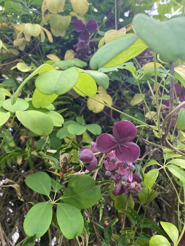 Chocolate vine (Akebia quinata)