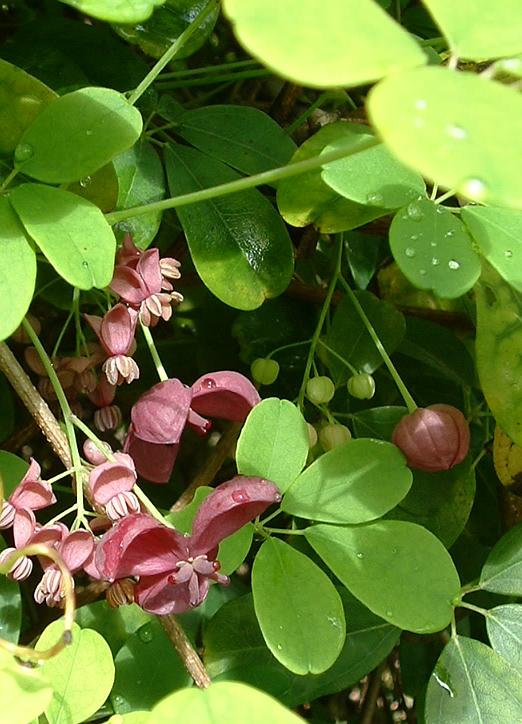 Chocolate vine (Akebia quinata)