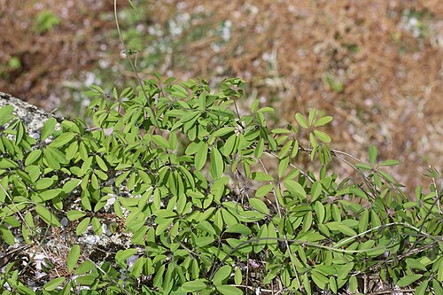 Chocolate vine: Chocolate Vine ( Akebia quinata (Houtt.) Decne. ) in Mount Funabuse, Yamagata, Gifu prefecture, Japan.