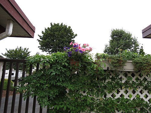 Chocolate vine: Akebia quinata on fence. Port Coquitlam, BC, Canada