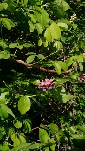 Chocolate vine (Akebia quinata)