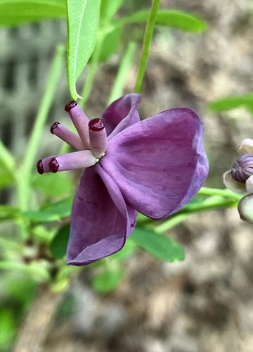 Chocolate vine (Akebia quinata)
