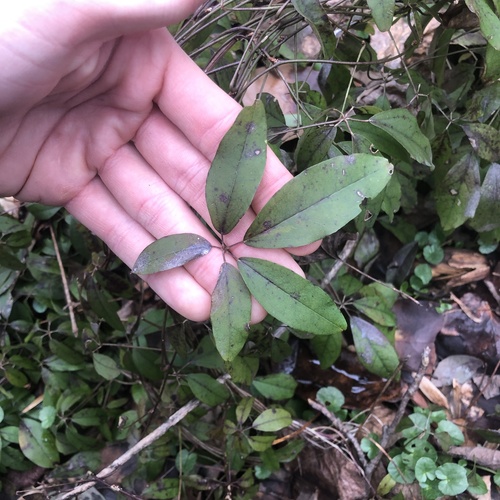Chocolate vine (Akebia quinata)